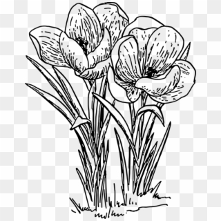 Crocus Clipart Detailed Flower - Plant With Flowers Drawing - Png Download