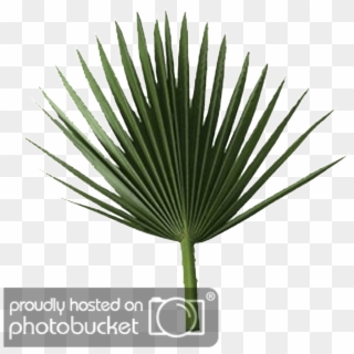 Palm Tree Leaves Png - Sabal Palm Leaf Clipart