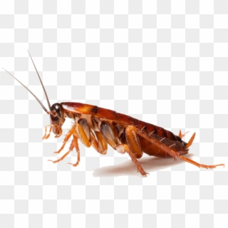 Download Cockroach Png Clipart - Cockroaches In Uae Transparent Png