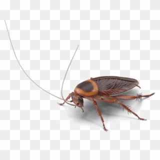 Roach Png Transparent Image - Cockroach Clipart