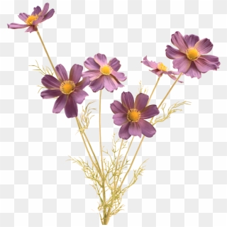 Cosmos Flower Png - Good Morning Angel Clipart