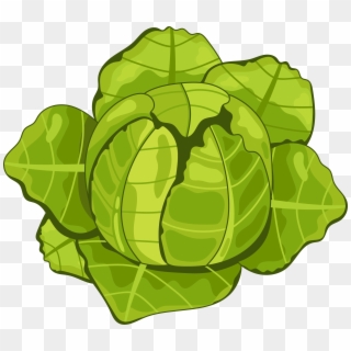 Cabbage Clipart Organic - Cabbage - Png Download