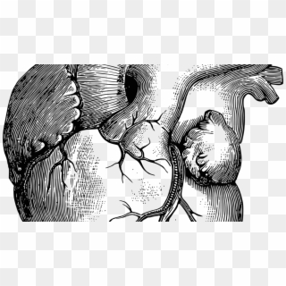 Anatomic Heart Clipart