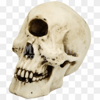Skull Of A Cyclops Clipart
