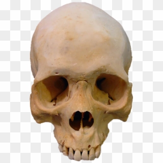 Skull Clip Art Skulls Transprent Png Free Ⓒ - Real Human Skull Png Transparent Png