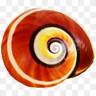 Snail Clipart Snail Shell - Snail Shell Clipart - Png Download