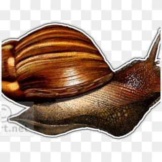 Drawn Snail Giant African Snail - Lymnaeidae Clipart