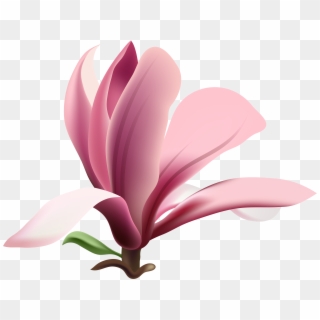 Image Transparent Magnolia Clipart - Png Download