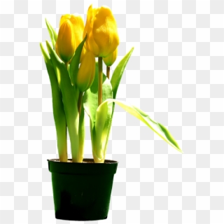 Free Photo Bloom Tulips Yellow Blossom Flowers Yellow - Tulipani Gialli Png Clipart
