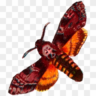 Shabby Moth Images - Deaths Head Moth Transparent Clipart
