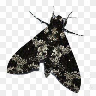 Roommate, Half Blood, Moth, Duke, Mood Boards, College - Peppered Moth Clipart