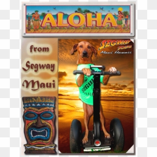 Framed Photo From Your Segway Tour In Lahaina - Companion Dog Clipart