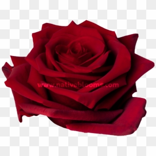 Explorer Roses - Ecuadorian Red Roses Clipart