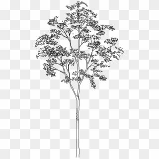 Tree - Tree Line Drawing Png Clipart