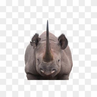 Horns Png Namibia - Rhino Png Clipart