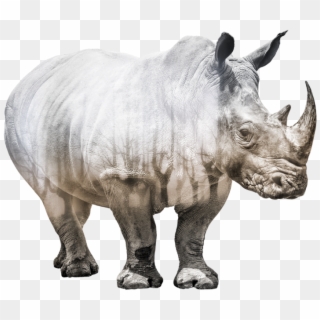 Conservation Save Rhinos - Posters Save The Rhino Clipart