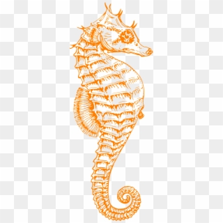 Seahorse Ocean Sea Life Png Image - Seahorse Drawing Clipart