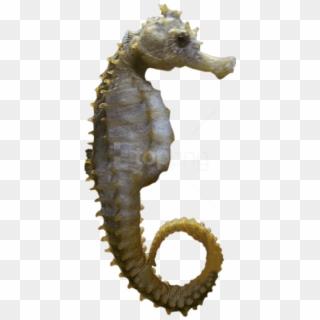 Free Png Download Seahorse Sideview Png Images Background - Sea Horse Png Clipart
