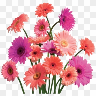 Flowers Wallpapers Png Clipart
