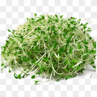 Download Png Image Report - Alfalfa Planta Medicinal Clipart