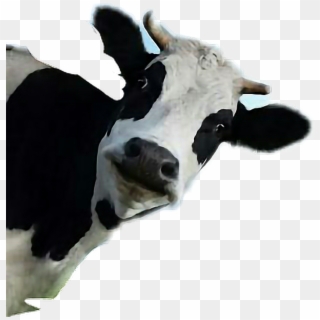 Vaca Png Transparent Background - Cow Peeking Around Corner Clipart