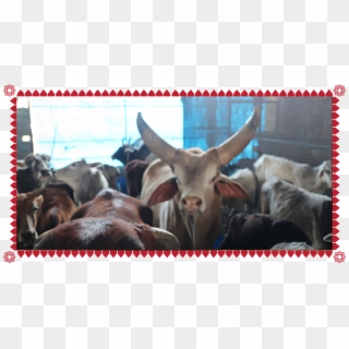 Protection & Conservation Of Indian Indigenous Cow - Herd Clipart