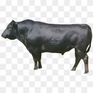 In Several Areas Of Japan, Wagyu Beef Is Shipped Carrying - Dairy Cow Clipart