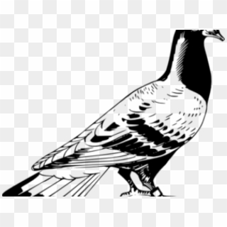 Vector Library Stock Free On Dumielauxepices Net Drawing - Pigeon Clipart Black And White - Png Download