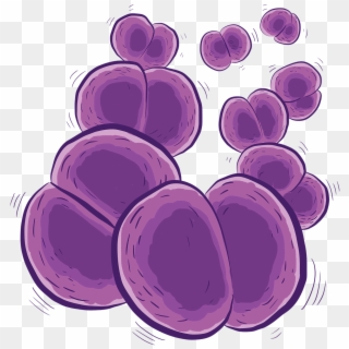 Bacteria Bacterium Png Image - Meningococo Png Clipart