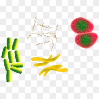 Bacteria Microbes Infection Png Image - Biotic Factors Clipart