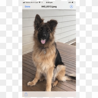 Donate To Petrescue - Old German Shepherd Dog Clipart