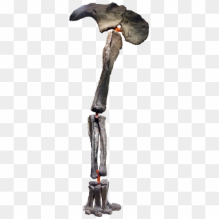 Dinosaur Leg - Icicle Clipart