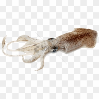 Free Png Squid Png Image With Transparent Background - Cuttlefish Png Clipart