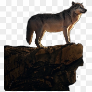 #wolf #cliff #wild #animal #jhyuri - Wolfdog Clipart