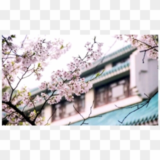 Wuhan University Cherry Blossom, China Cherry Blossom - Cherry Blossom Clipart