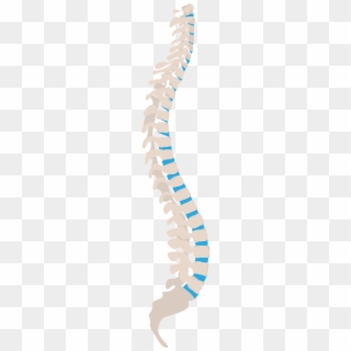 Spine Spine Side Health Side Png Image - Spinal Cord Injuries Clipart