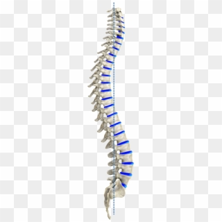 Ideal Spinal Model According To Harrison - Spine Png Clipart