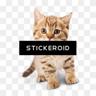 محبوبة Cat Png قط - Cute Kitten Png Transparent Clipart