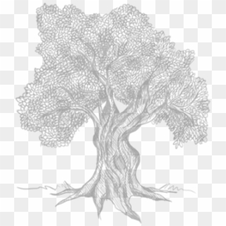 The Magnificent Olive Tree - Sketch Clipart