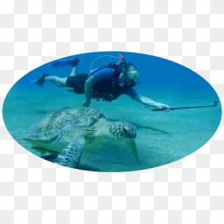 Why We Do This - Underwater Clipart