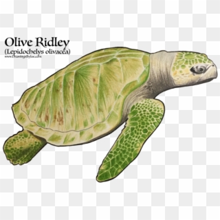 Amphibian Drawing Sea Turtle - Kemp's Ridley Sea Turtle Clipart