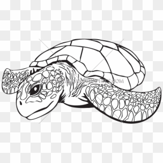 Clip Royalty Free Download Line Drawing At Getdrawings - Sea Turtle Line Art - Png Download