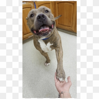 Pitbull At Sheridan Road Veterinary Clinic In Tulsa - Pit Bull Clipart