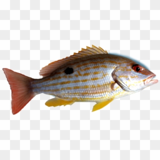 Snapper - Deep Sea Snapper Fish Clipart