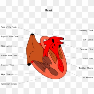 Medical Illustration Of A Human Heart - Heart Of Snake Diagram Clipart
