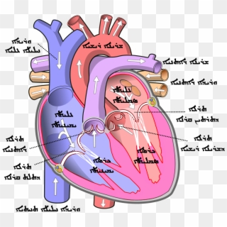 Parts Of Human Heart Clipart