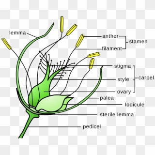 Banner Library Download Flower Wikipedia Grass With - Wind Pollinated Flower Diagram Clipart