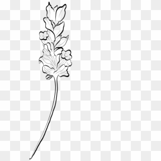 Drawn Lavender Grass Flower - Line Art Clipart
