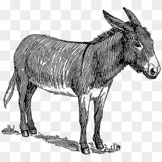Donkey Png - Donkey With A Hole Clipart