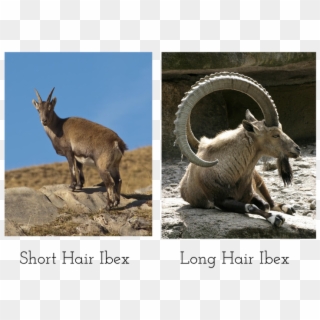 Animal Horns , Png Download - Goat With Big Horns Clipart